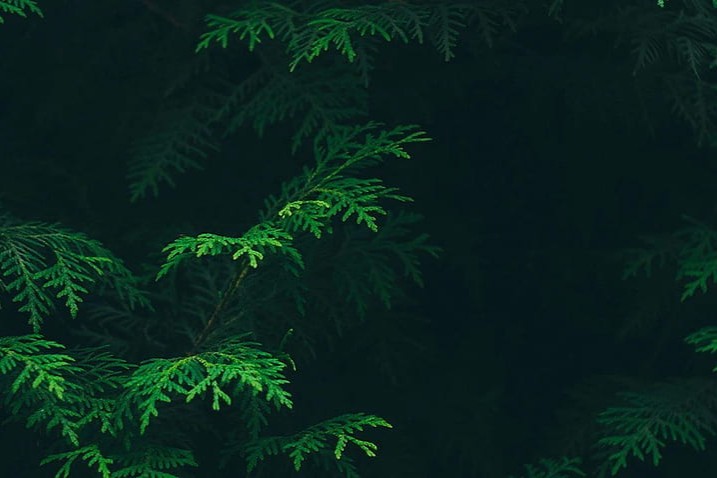 Decarbonization Consultancy