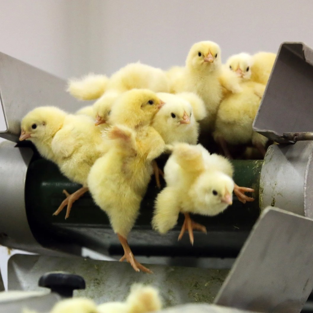 Poultry & Egg Industry